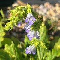 Horminum (Salvia) pyrenaicum white-flowered